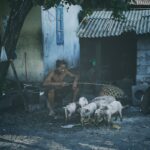gembala babi karangasem bali