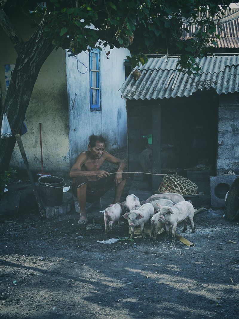 gembala babi karangasem bali