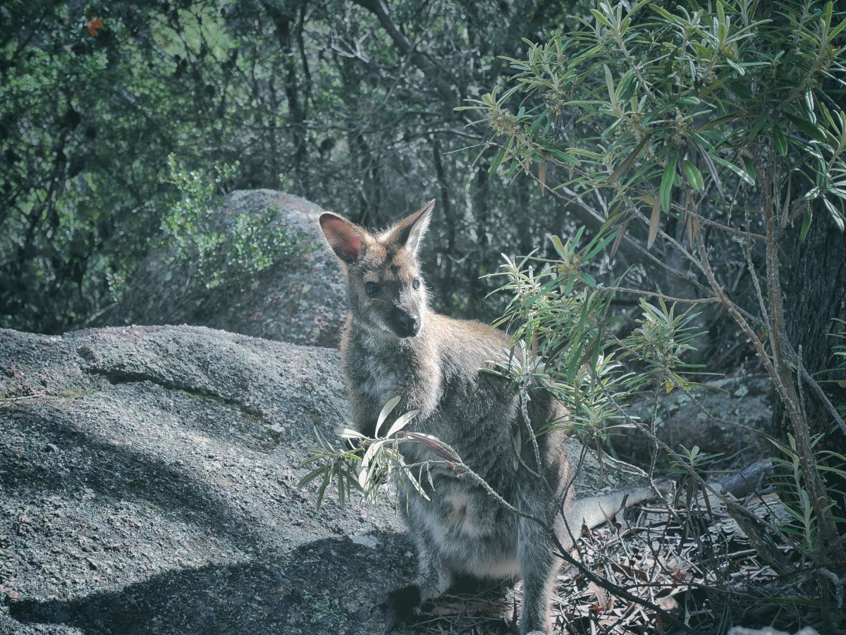 Wallaby