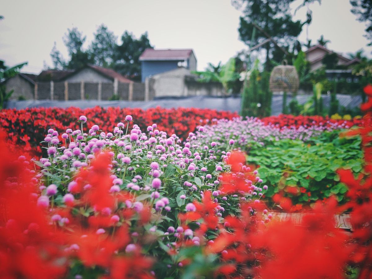 Flower field