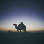 Camel at Dusk
