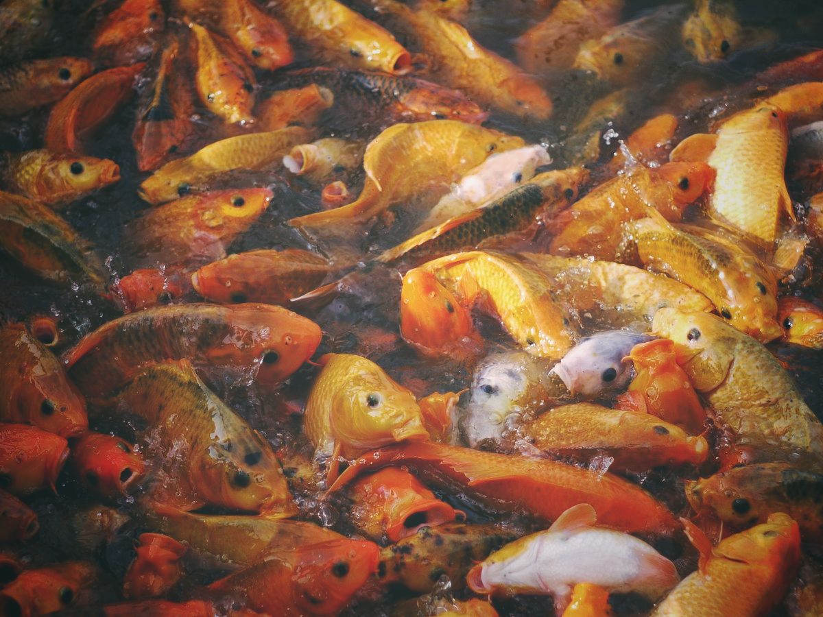 Gold Fishes