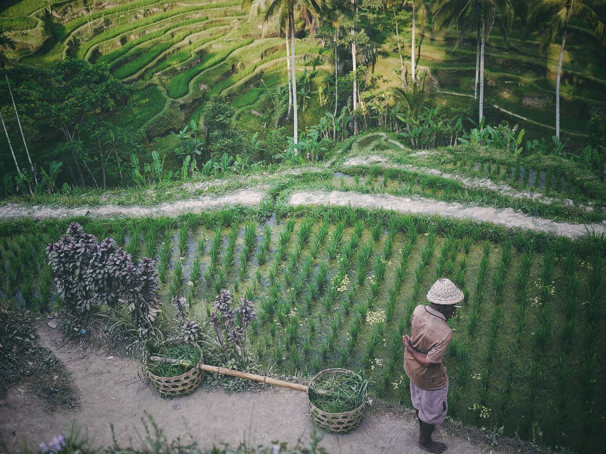 Tegalalang Farmer