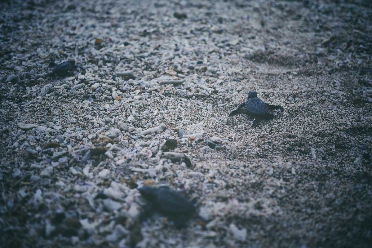 Sea Turtles Kuta