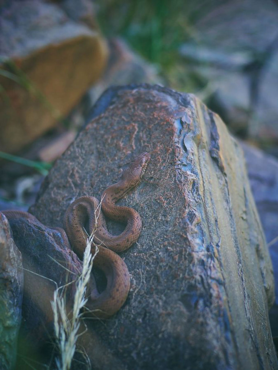 Snake, Karijini