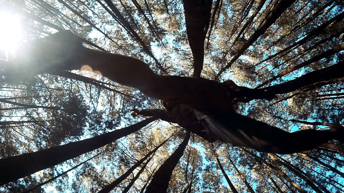 Hutan Pinus Mangunan Dlingo